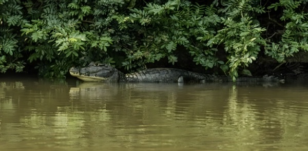 The alligator, at the river’s edge. (Chapter 6)