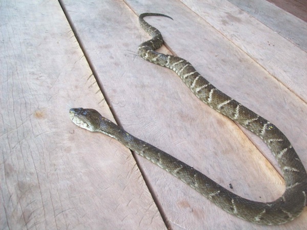 A snake met on the river. (Chapter 11)